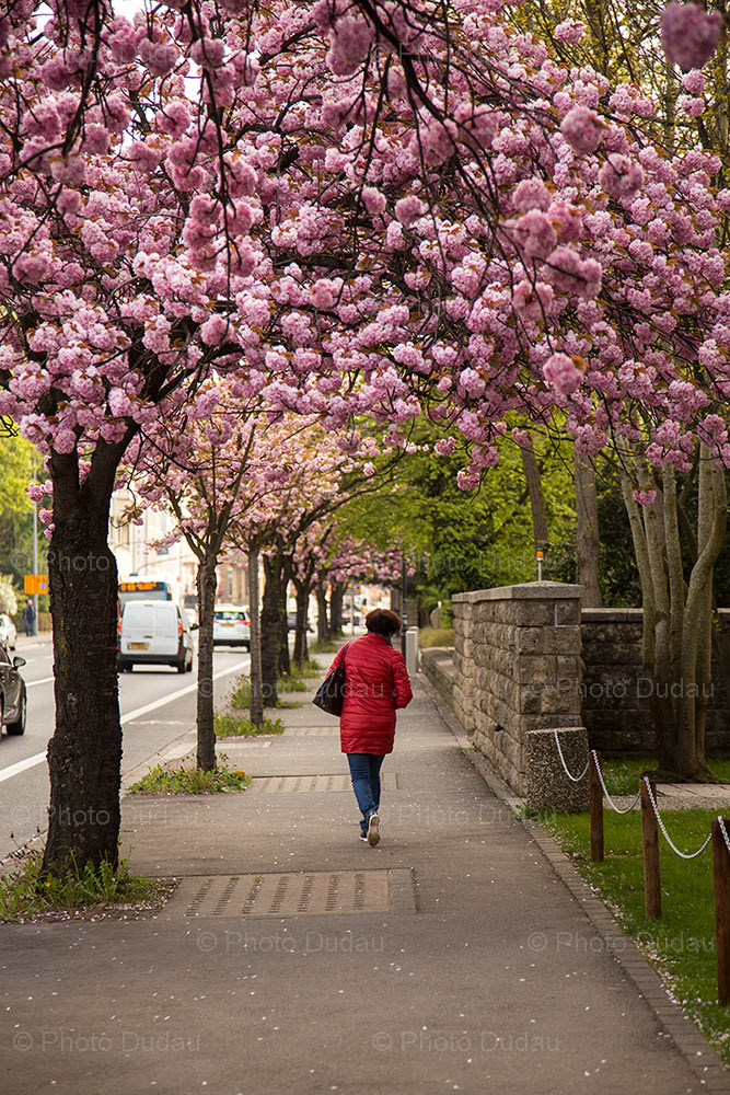 Spring in Hollerich, Luxembourg city